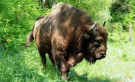 Moldova și Belarus vor face schimb de bizoni VIDEO