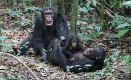 Шимпанзе соорудили лестницу и сбежали из вольера ВИДЕО