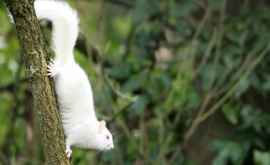 În Marea Britanie a fost fotografiată o veveriță de mare raritate