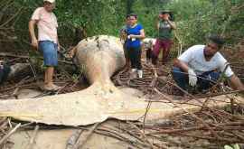 Cadavrul unei balene a fost găsit în jungla Amazonului