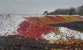 În doar două luni Moldova a importat mii de tone de mere din Ucraina 