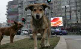 Примэрия Кишинева решила избавить город от бродячих собак