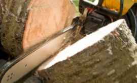 Жителя Бричан поймали за рубкой дров в приграничной зоне