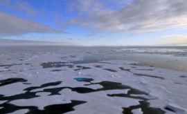 Что происходит с тюленями и китами в Арктике Ученые встревожены