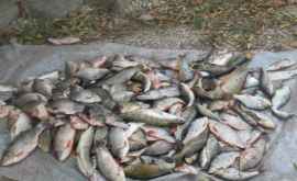 Grămezi de pește mort plutesc în Slobozia Cine ar fi de vină VIDEO