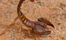 Brazilia este invadată de scorpioni veninoşi
