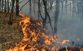 В Молдове будут усилены меры по защите лесов от пожаров
