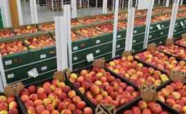 Fermierii din Floreşti îşi vînd produsele pe piețele din Arabia Saudită și Qatar