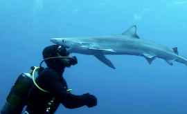 Un rechin albastru a sărutat un scafandru pe față VIDEO