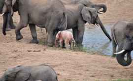 В Африке обнаружили слоненка необычного цвета ВИДЕО