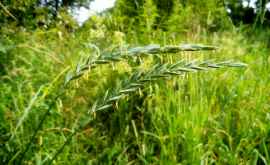 Пырей самая доступная трава от многих болезней