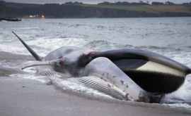 O balenă a murit după ce a înghițit kilograme de plastic