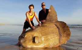 У берегов Австралии нашли гигантскую солнечную рыбу