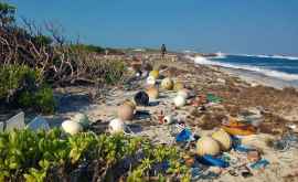 Экологическая катастрофа на Сейшелах Морские обитатели гибнут в отходах