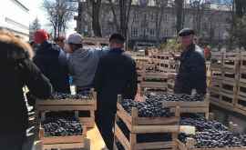 Тонны винограда были проданы сегодня на ярмарке в парке Кафедрального собора