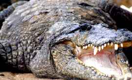 Крокодилвоспитатель живет в российской колонии ВИДЕО