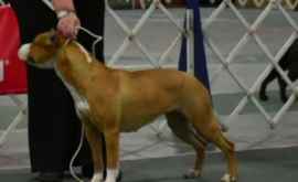 Одна из самых дорогих в мире собак пропала в аэропорту