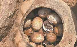 În China au fost găsite ouă vechi de 2500 de ani 