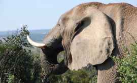 Жителей домов эвакуировали изза агрессивного слона