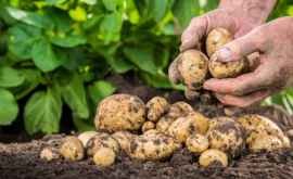 Moldovenii pe cîmp A început sezonul plantării cartofilor