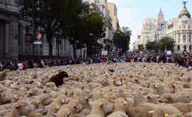 500 мадридских овец помогают очищать парк