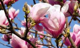 Primăvara în fotografii În capitală au înflorit magnoliile