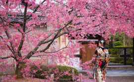 Япония купается в ароматах цветущих вишен ВИДЕО
