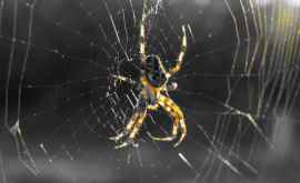 Una dintre cele mai periculoase specii de păianjeni a apărut în Moldova