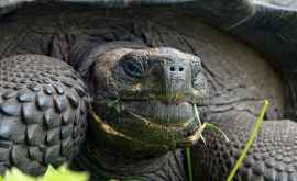 A murit una dintre cele mai rare țestoase din lume 