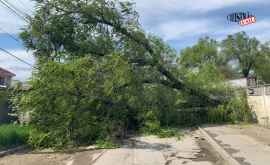 Упавшее дерево перекрыло движение по одной из столичных улиц ВИДЕО