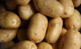 Молдова усилит контроль над импортом картофеля из Беларуси
