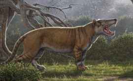 В Африке найден неизвестный вид гигантского хищника с пастью собаки