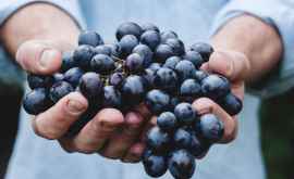 Все запасы винограда могут быть проданы до Пасхи