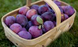 Granturi pentru exportatorii moldoveni de prune și struguri de masă