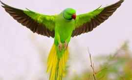 Uimitor Un papagal din Brazilia a fost arestat VIDEO