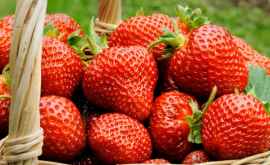 Fermierii moldoveni vor majora exportul de căpșuni în Rusia