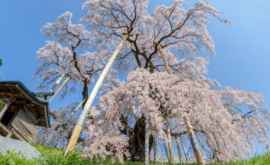 Cel mai bătrîn cireş din Japonia a înflorit VIDEO