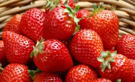 Primele căpșuni moldovenești deja în vînzare Prețul unui kilogram