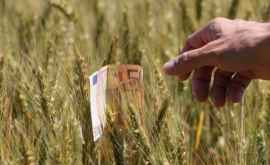 Фермеры могут подавать заявки на получение субсидий 