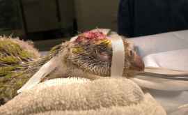 Un papagal pe cale de dispariţie a fost operat pe creier