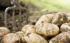 Moldova a majorat importul de cartofi din Belarus de 320 de ori 