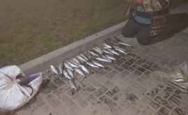 Trei locuitori din rnul ȘtefanVodă prinși cum pescuiesc ilegal