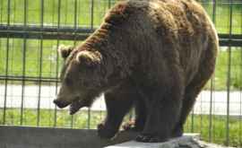 Urşii de la Grădina Zoologică din capitală în libertate