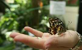 В Кишиневе откроется красочная выставка бабочек