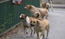 В Кишиневе начинается новая кампания стерилизации бродячих собак