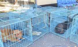 Sute de cîini sterilizați de către veterinari americani veniți la Chișinău