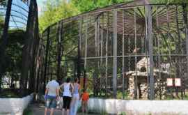 Маленьких посетителей кишиневского зоопарка ждет сюрприз 1 июня 