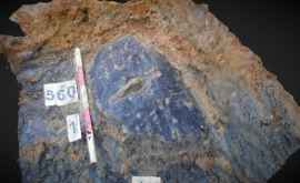 În Anglia a fost găsit un scut din lemn cu o vechime de 2300 de ani