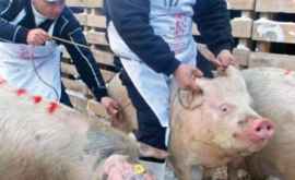 Focar de pestă porcină africană în nordul Moldovei