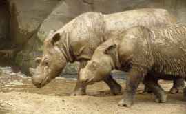 Умер последний самец суматранского носорога